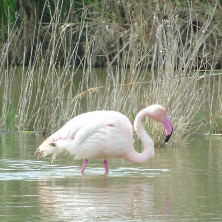 Appartamenti Lucia Quartu SantʼElena Dış mekan fotoğraf