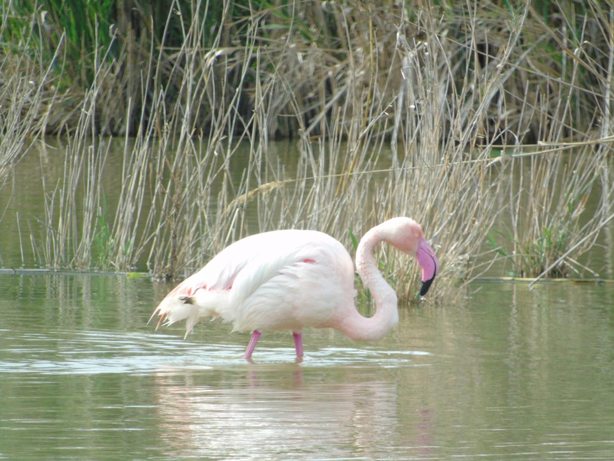 Appartamenti Lucia Quartu SantʼElena Dış mekan fotoğraf